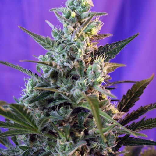 Semena marihuany Sweet Skunk Auto Feminizovaná