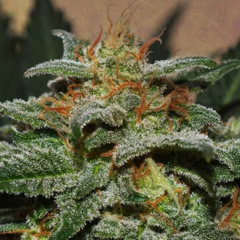 Semena marihuany SweetBerry Cough Auto Feminizovaná