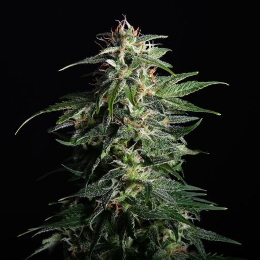 Semena marihuany Swiss Dream CBD Auto Feminizovaná