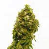 swiss_dream_cbd
