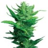 Think Different Auto Feminised Seeds