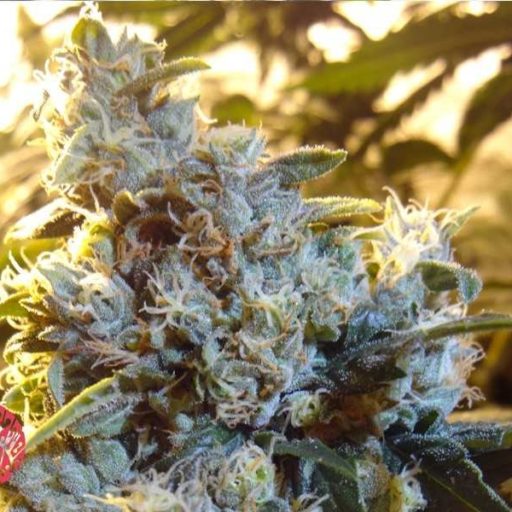Valley Kush 1.0 Feminizovaná