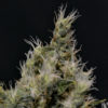 Vanilla Haze Feminizovaná