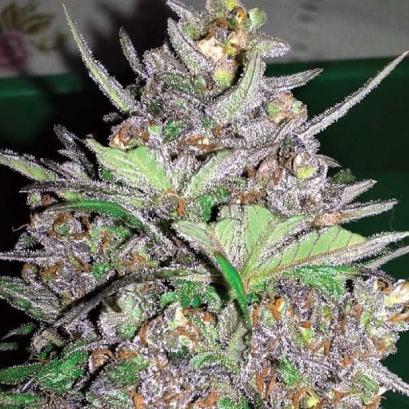 Semena marihuany Violet Kush Auto Feminizovaná