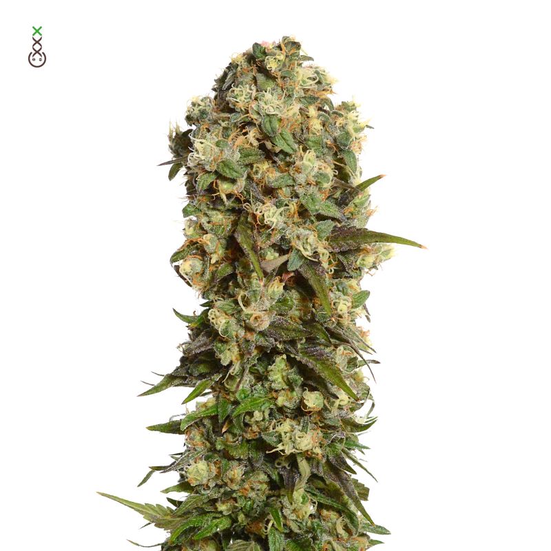 Semena marihuany White Choco Haze Feminizovaná