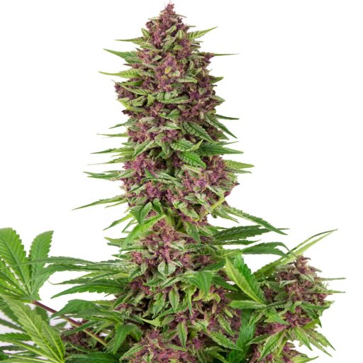 Semena marihuany Purple Kush Feminizovaná