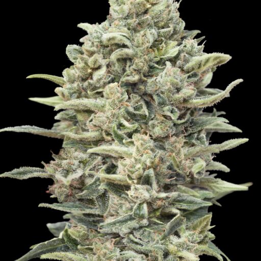 Semena marihuany Gelato #33 FAST Feminizovaná