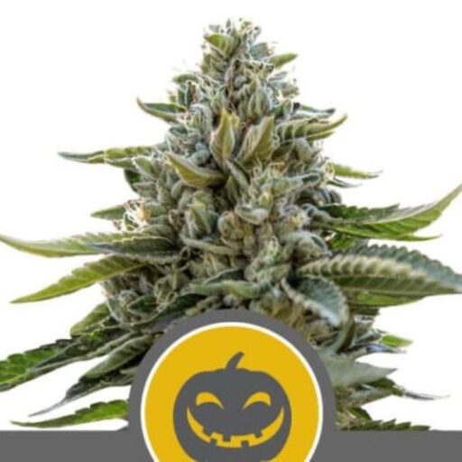 Semena marihuany Pumpkin Kush Regulérní