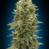 Afghan Mass Auto Feminizovaná