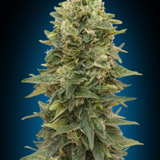 Afghan Mass Auto Feminizovaná