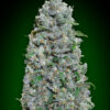 Afghan Mass XXL Auto Feminizovaná
