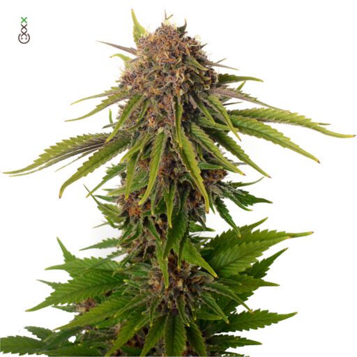 Semena marihuany AK Choco Kush Feminizovaná
