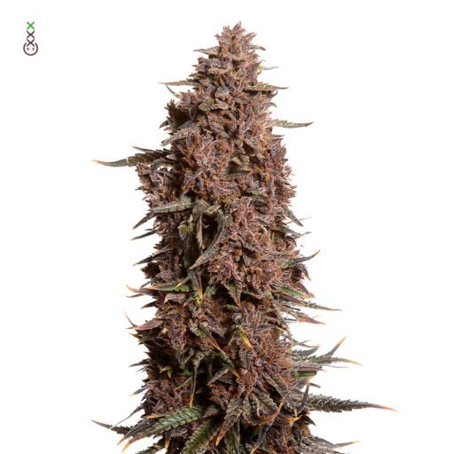 Semena marihuany Blue Monkey CBD Feminizovaná
