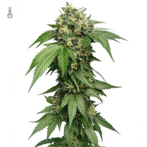 Semena marihuany Grapefruit Superstar Feminizovaná
