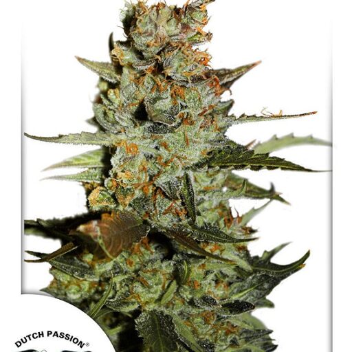 Blueberry Auto Feminizovaná
