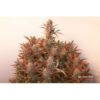 banana-blaze-auto-2