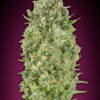 Bubble Gum Auto Feminizovaná