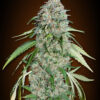 Chocolate Skunk CBD Feminizovaná