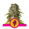 Cookies Gelato Feminizovaná