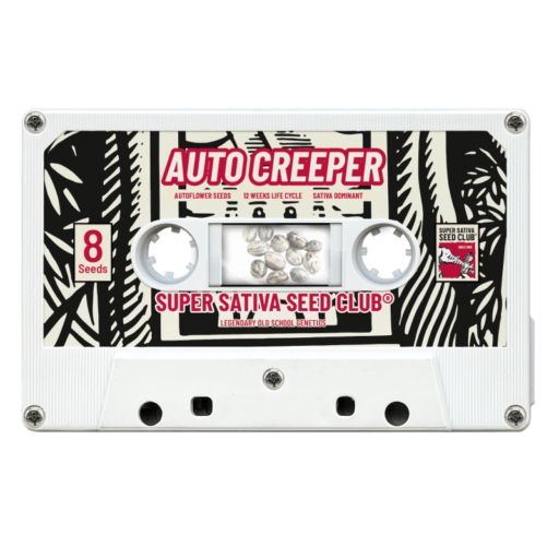 Creeper Auto Feminizovaná