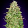 critical-poison-fast-00-seeds_1