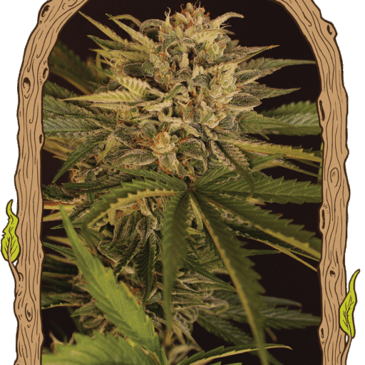 Semena marihuany Dr. Greenman Pure CBD Feminizovaná