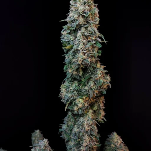 Semena marihuany Original Sour Diesel Auto Feminizovaná