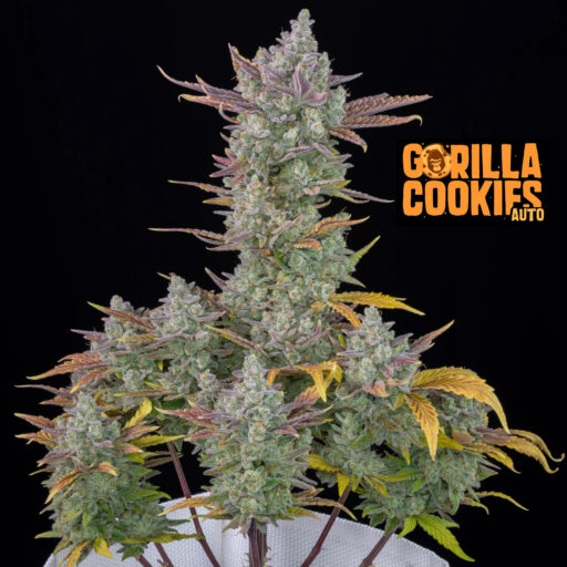 Semena marihuany Gorilla Cookies Auto Feminizovaná