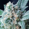 gg4-auto