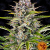 Gorilla Zkittlez Auto Feminizovaná
