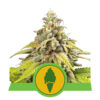 Green Gelato Auto Feminizovaná