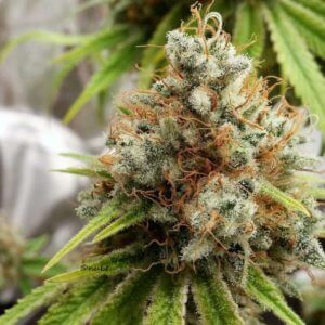 Semena marihuany Herer Hashplant Regulérní