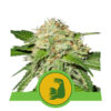 HulkBerry Auto Feminizovaná