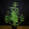img_0005_peyote_la_kush_2_d14_2000