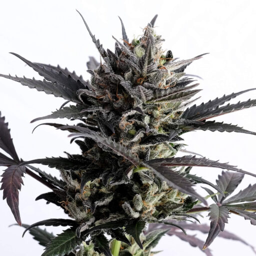 Lemon Haze Auto Feminizovaná