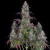 Lemon Pie Auto Feminizovaná