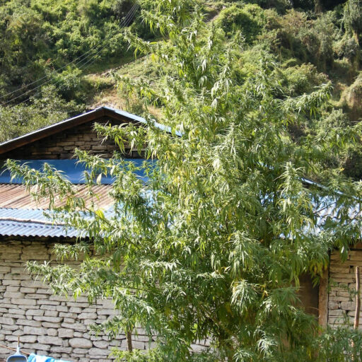 Semena marihuany Nepal Annapurna Regulérní
