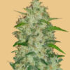 Original Chemdawg Auto Feminizovaná