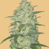 Original White Widow Auto Feminizovaná