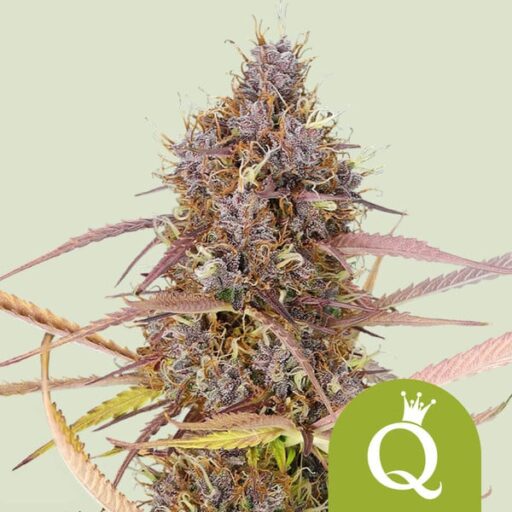 Semena marihuany Purple Queen Auto Feminizovaná