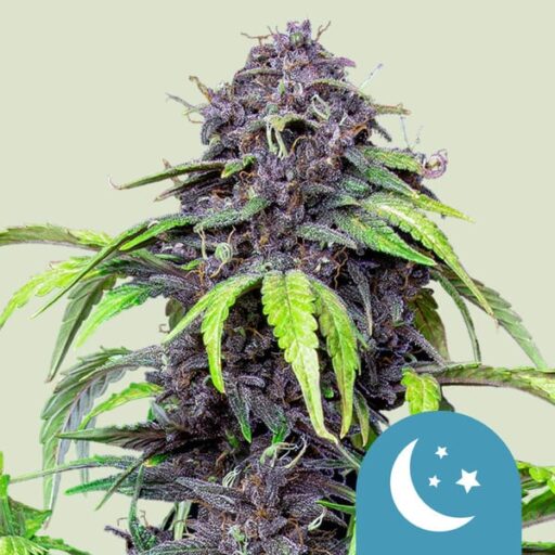 Semena marihuany Purplematic CBD Auto Feminizovaná