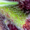 red-pure-cbd-auto-macro