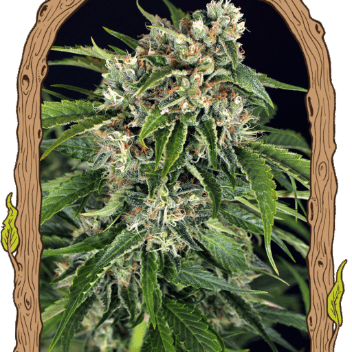 Semena marihuany Sir Jack Pure CBD Auto Feminizovaná