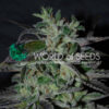 strawberry-blue-early-harvest-2