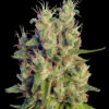 super-malawi-haze_1