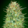 Sweet Critical Auto Feminizovaná