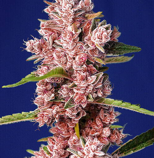 Tropicanna Poison F1 FAST Feminizovaná