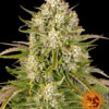 Wedding Cake Auto Feminizovaná