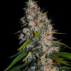 Zkittlez Auto Feminizovaná