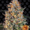 Bubba Kush Feminizovaná